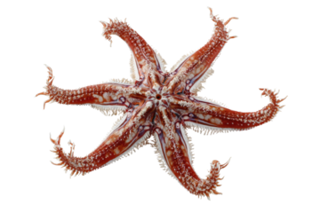 Underside view of a striking six-armed sea star on a transparent background, showcasing its intricate reddish-brown and white patterns and tube feet. background removed