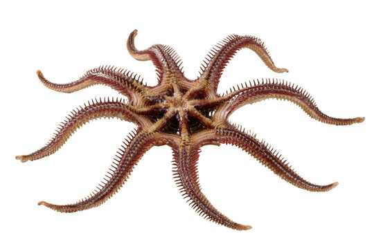 Detailed view of a multi-armed brittle star (Ophiuroidea) from below, showcasing its spiny, segmented arms and central disc on a transparent background. background removed