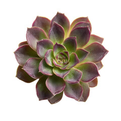 Fototapeta premium Vibrant green and deep purple succulent, possibly Echeveria or Aeonium, displaying a perfect rosette formation against a stark transparent background. background removed