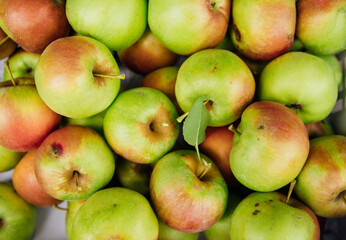 Ripe green apples, harvested in autumn. An orchard.