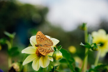 A vivid image of a butterfly with outstretched wings sitting gracefully on a yellow flower.
