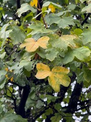 Hojas de Arce común (Acer campestre), algunas ya amarillas