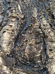 Corteza gruesa de un alcornoque urbano