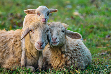 A cute sheep family. Father, mother, and little lamb sitting close on green grass like posing for a family photo. Peaceful farm life, nature, and love in one beautiful countryside moment