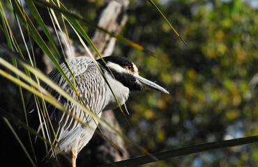 BIRDS- Florida- Extreme Close Up of an Elusive Night Heron Hidden in Palmetto Leaves