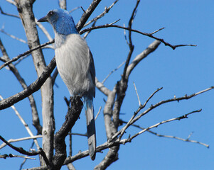 birds-florida-close-up-endangered-scrub-jay-bare-tree