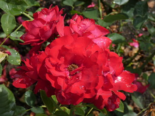 Colorful flowering plants