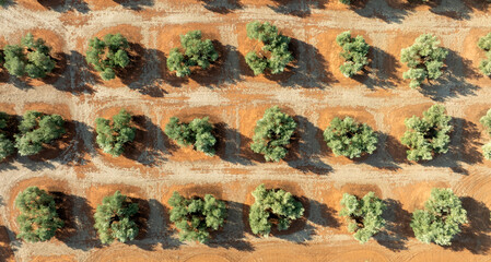 Tierra de olivos en Andalucía vista desde un dron, España