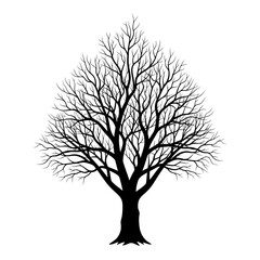 Silhouette of a bare deciduous tree with intricate branches against a white background