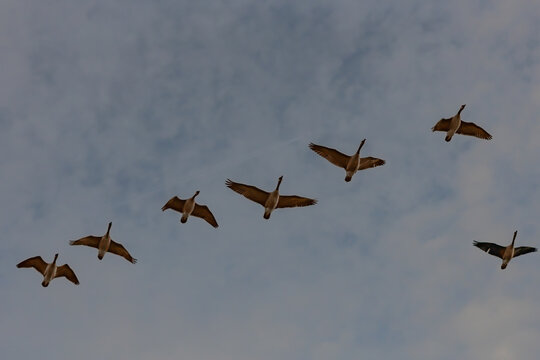 Geese in flight