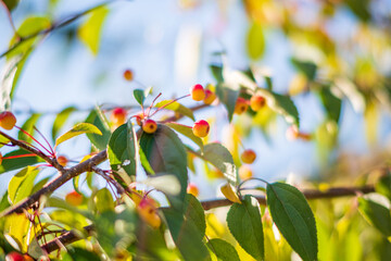 Berries display bright colors on branches surrounded by vivid green foliage under a clear sky