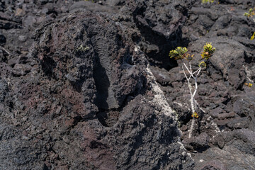 Lava Trees and Tree Molds. Lava Flows and spatter deposits of July 19 to 22, 1974. Chain of Craters Road. Hawaiʻi Volcanoes National Park. 