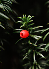 red berries on a green background