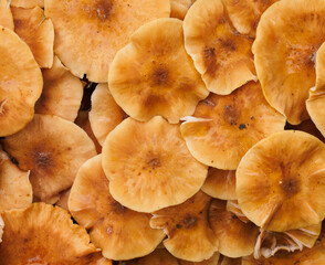 mushrooms on the ground