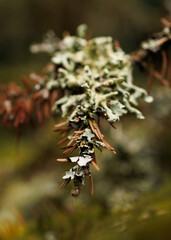 close up of a branch of a tree