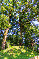 Shot of the different types of trees in the arboretum. Outdoor