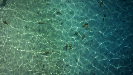 Drone photo of baby reef sharks swimming in the shallow turquoise waters near Pulau Kelor, Komodo National Park, Indonesia.