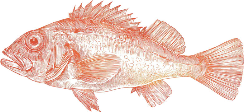 Vintage scientific illustration of a red rockfish isolated on a white background.