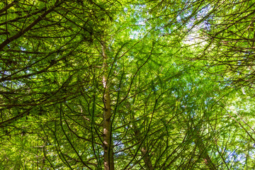 Shot of the different types of trees in the arboretum. Outdoor