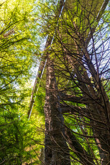 Wooden bridge passage in the woods. Outdoor
