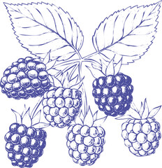 Illustration of fresh blackberries with leaves isolated on white background