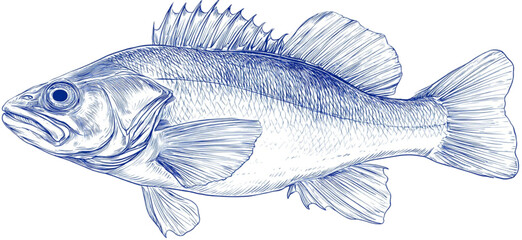 Fototapeta premium Artistic blue sketch of a freshwater fish illustration.