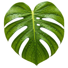 Close up of a vibrant green monstera leaf with water droplets