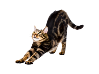 A sleek and muscular bengal cat with striking tabby markings stretches its body gracefully against a pure black background