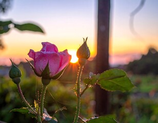 A close-up of a pink rose, covered in water droplets, and two rose buds at sunrise or sunset. The background is blurred