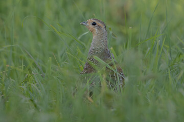 Rebhuhn (Perdix perdix) - Grey partridge