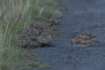 Rebhuhn (Perdix perdix) - Grey partridge