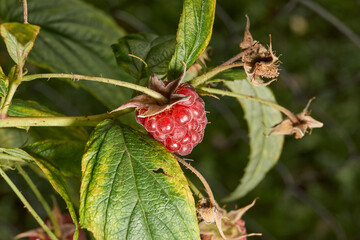 Bright ripe raspberries on a bush next to green and unripe fruits. Detailed macro photo with natural light. Natural texture, rich colors and a summery mood. Close-up of ripe red raspberries.