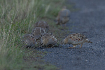 Rebhuhn (Perdix perdix) - Grey partridge