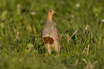 Rebhuhn (Perdix perdix) - Grey partridge