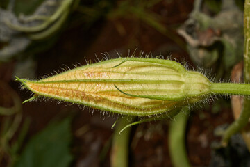 Zucchini blossom. Close-up of a zucchini flower. A yellow flower on a background of green leaves. Vegetable cultivation, organic farming, home garden and vegetable garden.