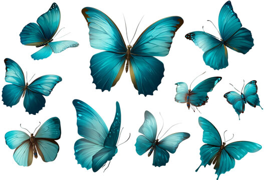 A beautiful collection of blue morpho butterflies in flight.