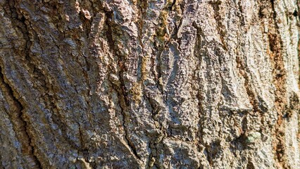 Tree bark texture with natural cracks and details, great for backgrounds.