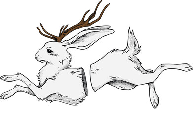 jackalope