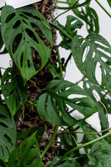 Monstera adansonii leaves with water drops close up