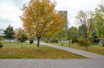 Pathway surrounded by trees in Kyiv, Europe. Recreation place in the city park at Autumn.