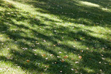 Autumn leaves on grass. The bright colors of fall. Autumn fall leaves in sunlight. Blurred leaf background