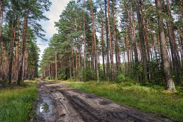 Tourist bike trail on a sandy road in the forest