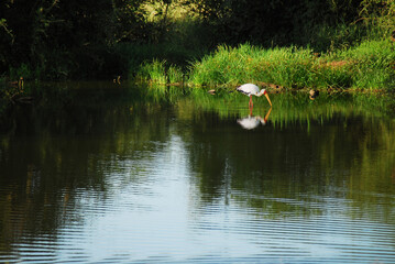 birds-africa-beautiful-wild-yellow-billed-stork-reflected-lake-pond-water-colorful