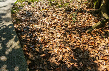 Shot of the dried leaves on the ground. Texture