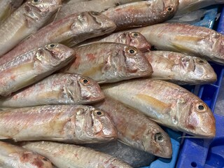 Fresh red mullet fish displayed on ice at seafood market
