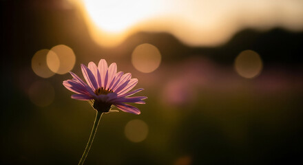 pink cosmos flower in sunlight