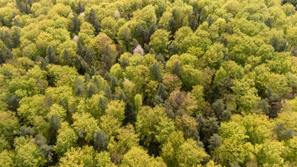 Naklejka premium Aerial view of a lush green forest, showcasing diverse tree species in varying shades of green. This vibrant landscape represents nature's beauty and ecological diversity.