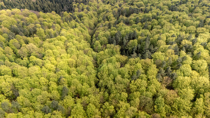 Aerial view of a lush green forest rich with diverse trees and foliage. This vibrant scene showcases the beauty of nature, ideal for environmental themes and outdoor activities.