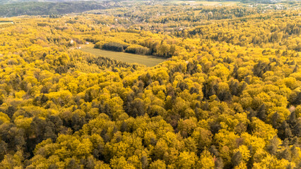 Aerial view of a vibrant autumn forest filled with rich yellow trees, showcasing the beauty of nature in a rural area. Ideal for landscape and wellness themes.
