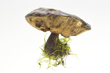 Mushroom with a broad cap growing on mossy ground in a natural setting